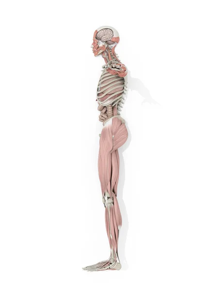 Modelo de anatomía humana — Foto de Stock