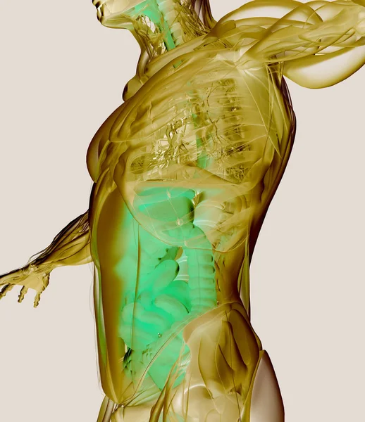 Modello anatomico dell'apparato digerente — Foto Stock