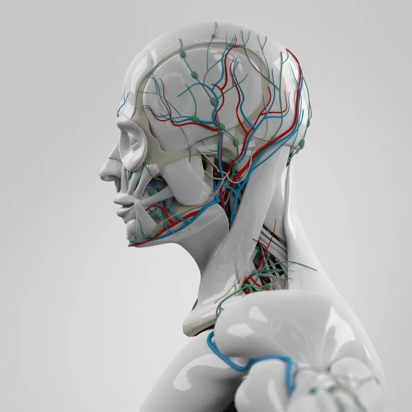 Modelo de anatomía de cabeza humana — Foto de Stock