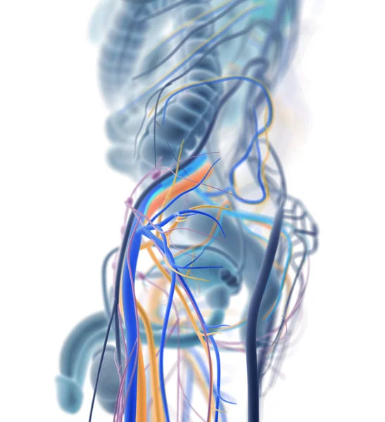 Mannelijke urine en reproductieve systeem — Stockfoto