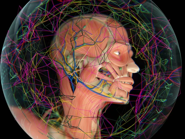 Virtual human anatomy — Stock Photo, Image