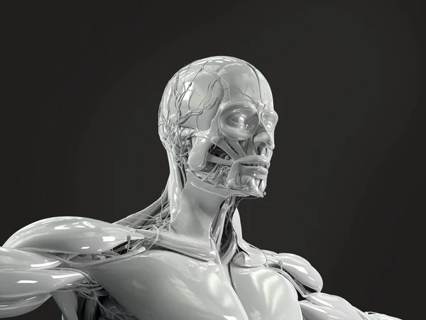 Porcelain male anatomy model — Stock Photo, Image