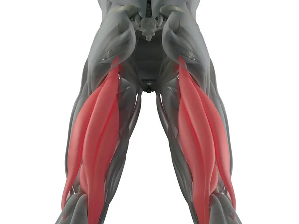 Анатомическая модель подколенной мышцы — стоковое фото