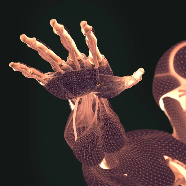 인간의 손으로 해부학 모델 — 스톡 사진