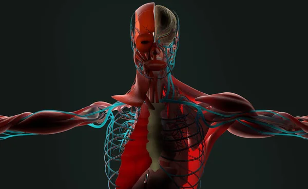 Mannelijke anatomie model — Stockfoto
