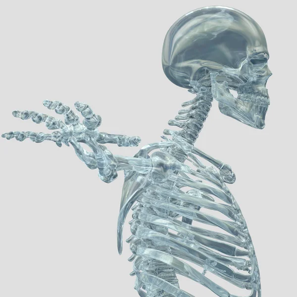 Modelo de anatomia do esqueleto humano — Fotografia de Stock