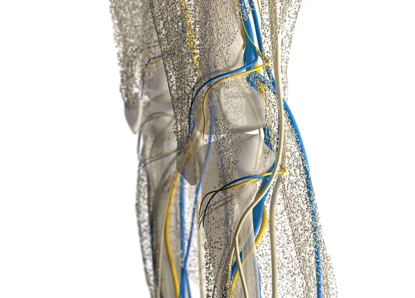 Anatomía de rodilla humana detalles — Foto de Stock