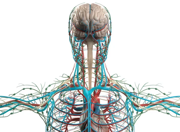 Beyin ve damar sistemi modeli — Stok fotoğraf