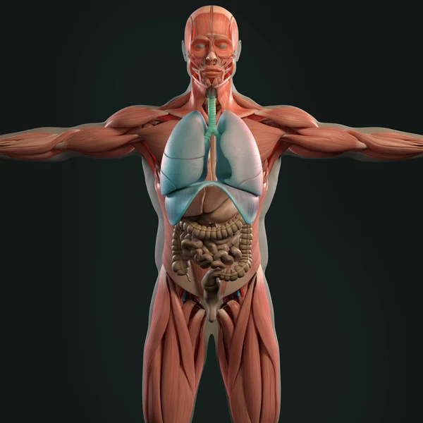 Modello anatomico umano — Foto Stock