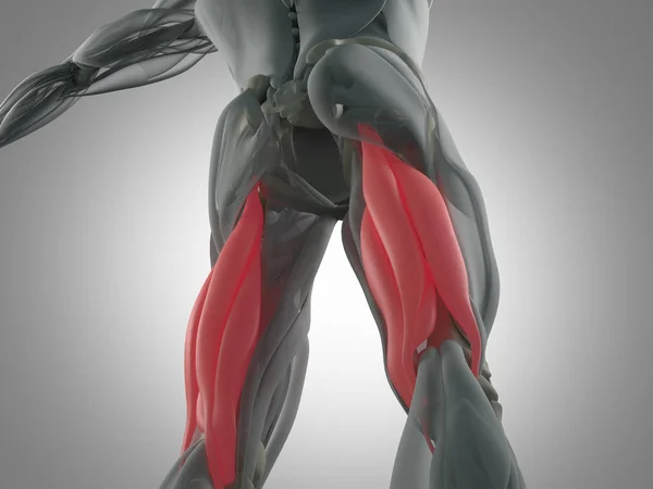 Modelo de anatomia do grupo muscular Hamstring — Fotografia de Stock