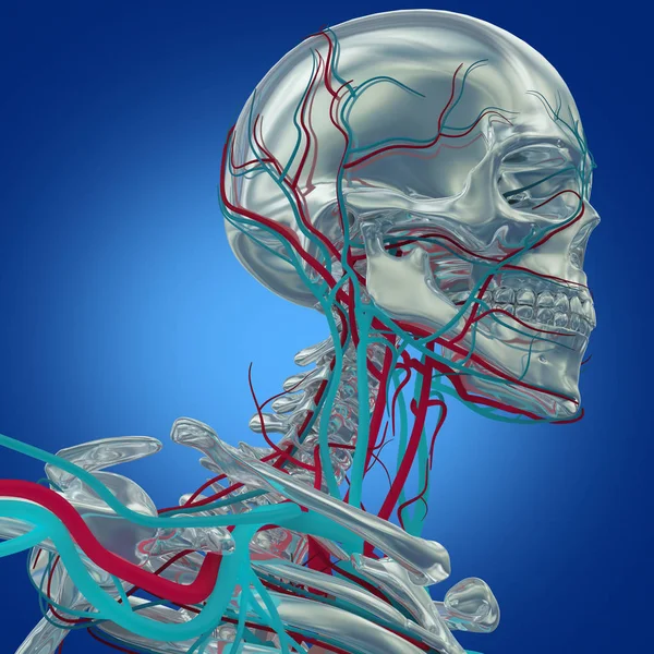 Modello anatomico scheletro umano — Foto Stock
