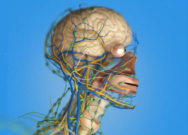 Human brain impulse system — Stock Photo, Image