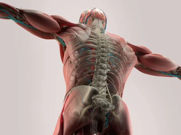 Human back anatomy model — Stock Photo, Image