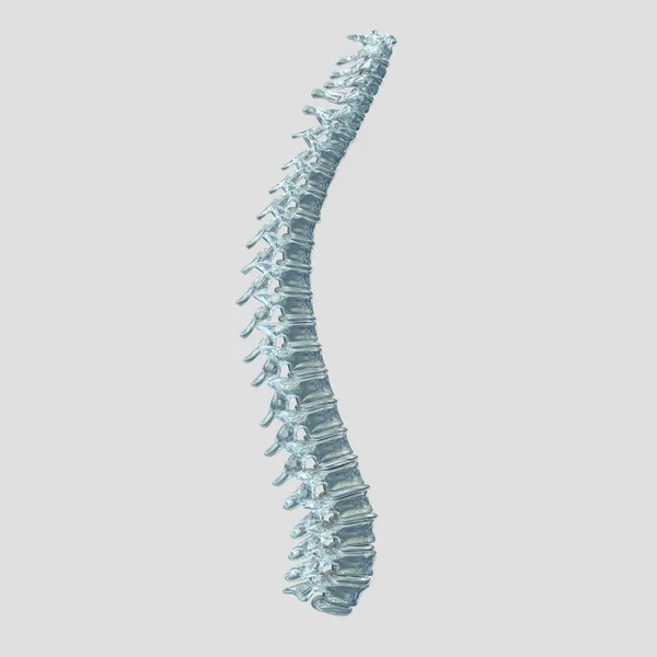 Modello di colonna vertebrale umana — Foto Stock