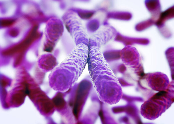 Chromosomes X microscopic models