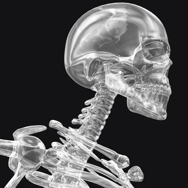 Insan kafatası modeli — Stok fotoğraf