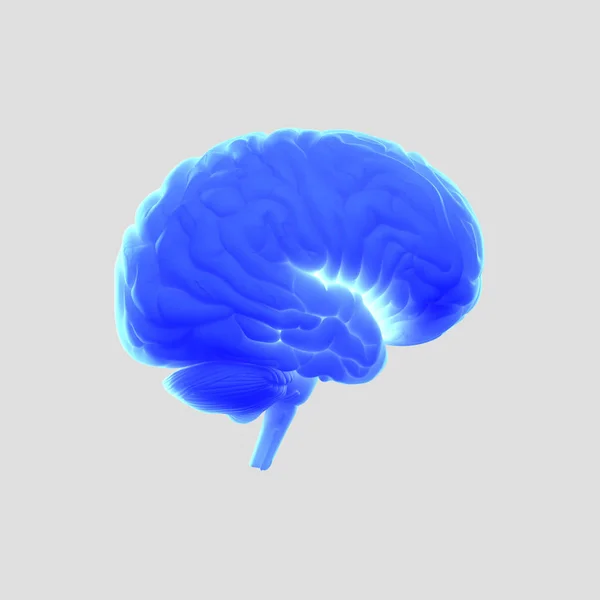 Модель мозга человека — стоковое фото