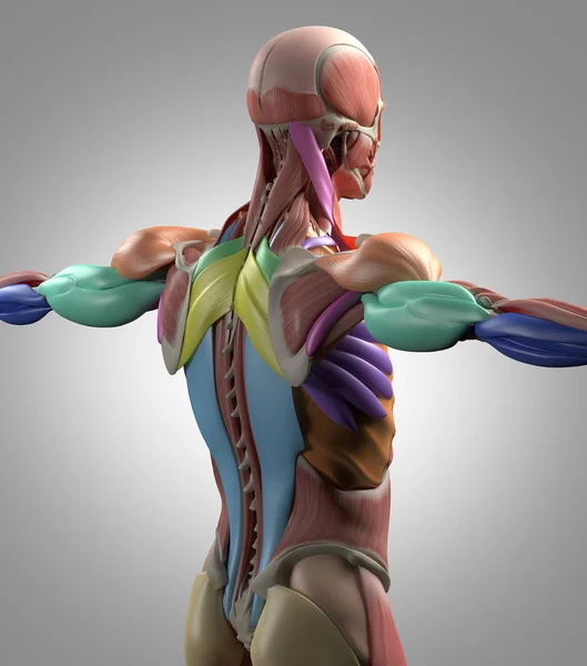 男性の胴体の背中の筋肉 — ストック写真