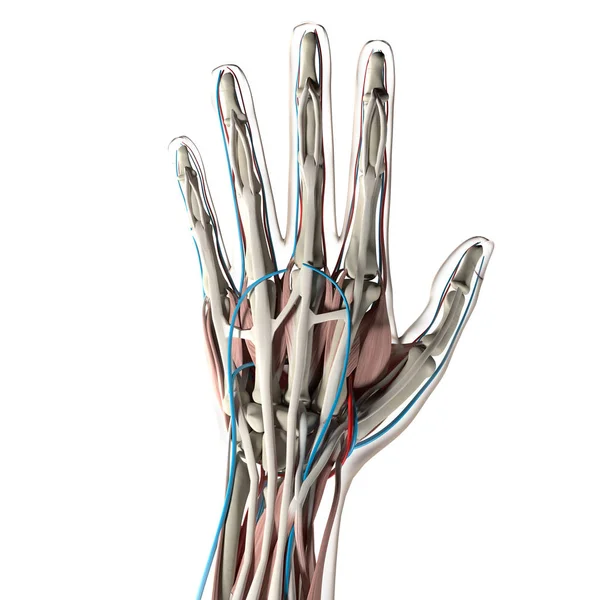 Modelo de anatomía de la mano humana — Foto de Stock