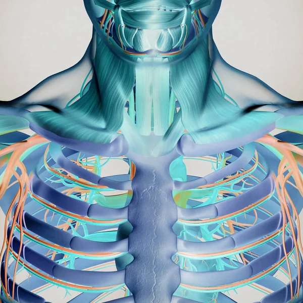 Modelo de anatomía de caja torácica humana — Foto de Stock