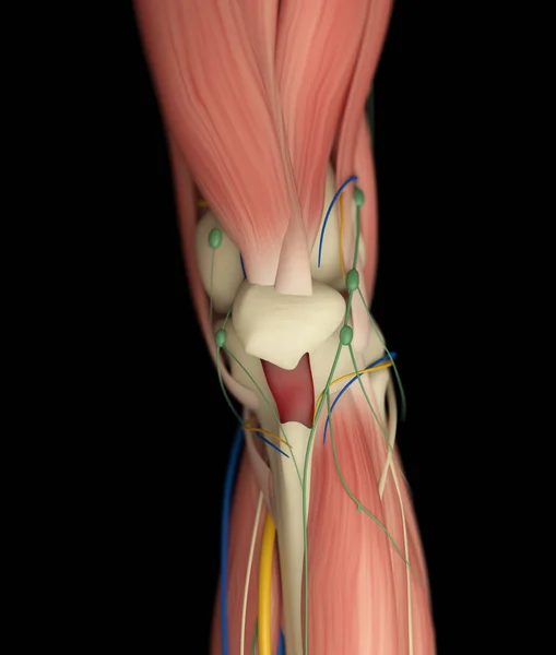人类的膝盖解剖细节 — 图库照片