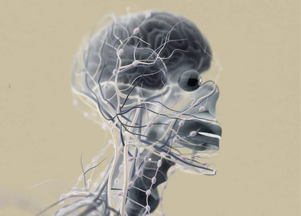Système d'impulsion cérébrale humaine — Photo