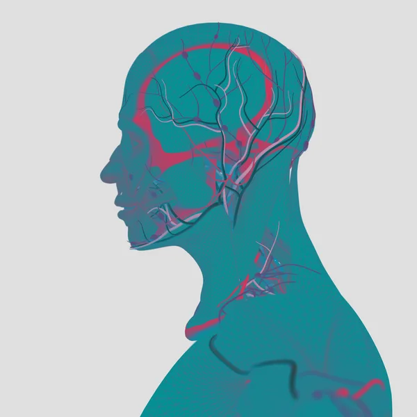 Anatomi manusia, otak — Stok Foto