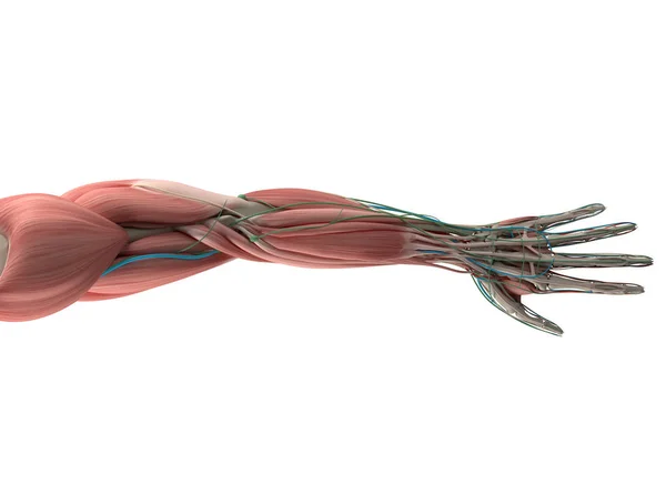 Modelo de anatomía del brazo humano — Foto de Stock