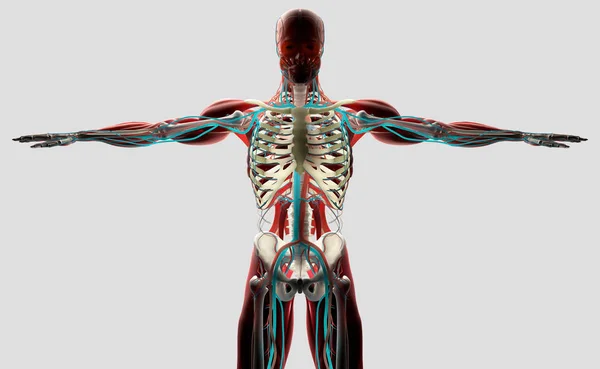 Modello anatomico umano — Foto Stock