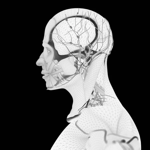 Menselijke anatomie, hersenen — Stockfoto