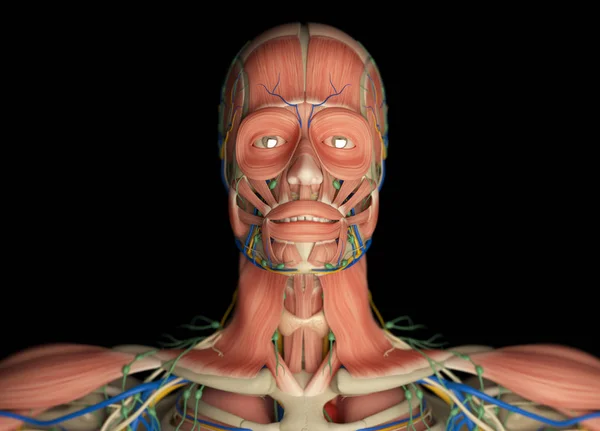 Ludzka twarz Anatomia modelu — Zdjęcie stockowe