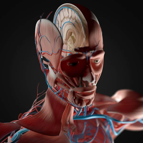 Ανθρώπινο μοντέλο ανατομίας εγκεφάλου — Φωτογραφία Αρχείου