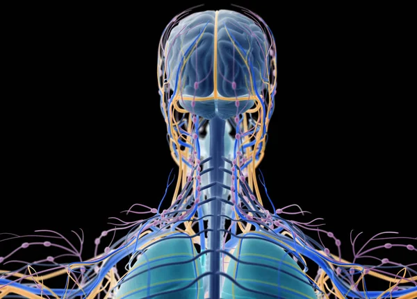Human head anatomy back view — Stock Photo, Image