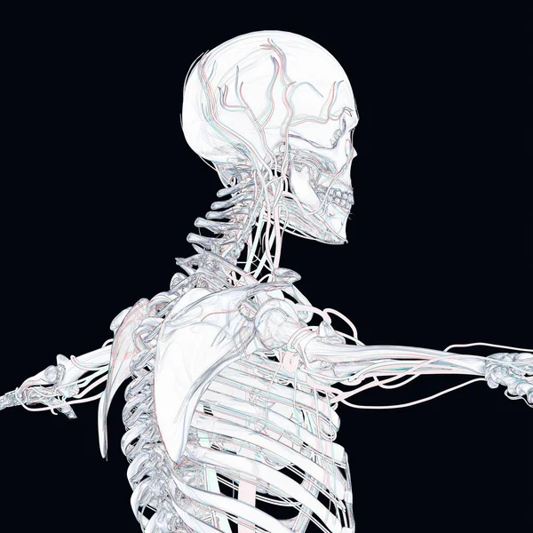 Skeleton made from glass or — Stock Photo, Image