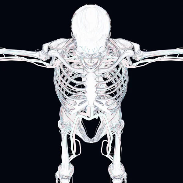 Modello anatomico scheletro umano — Foto Stock