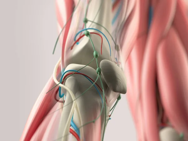人体膝关节解剖模型 — 图库照片
