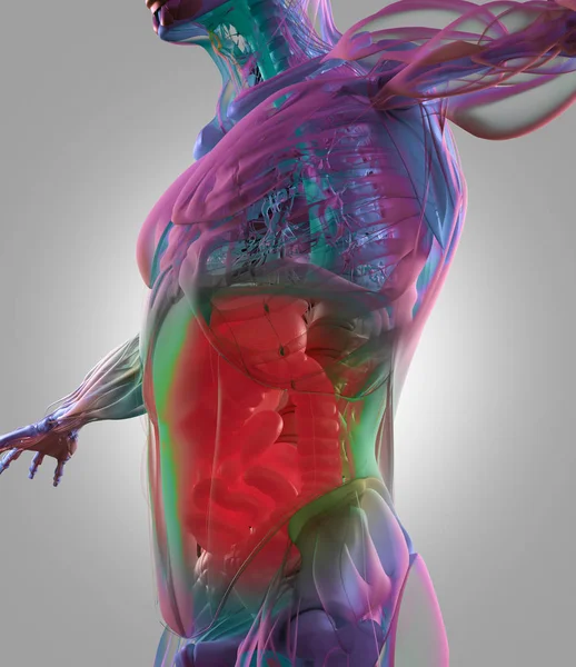 Digestive system anatomie model — Stockfoto
