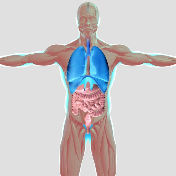 Menselijke anatomie model — Stockfoto