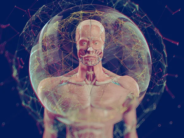 Virtual human anatomy — Stock Photo, Image