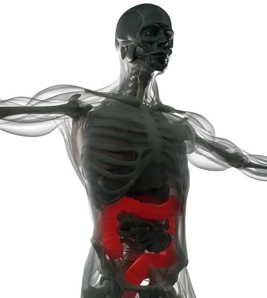 Modelo de anatomía del colon humano — Foto de Stock