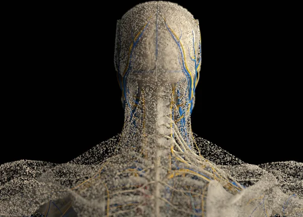Ανθρώπινη ανατομία κεφάλι πίσω προβολή — Φωτογραφία Αρχείου
