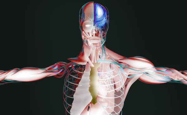 Модель мужской анатомии — стоковое фото