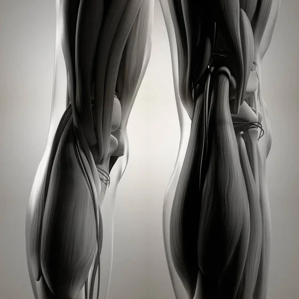 Espalda humana de las piernas anatomía — Foto de Stock