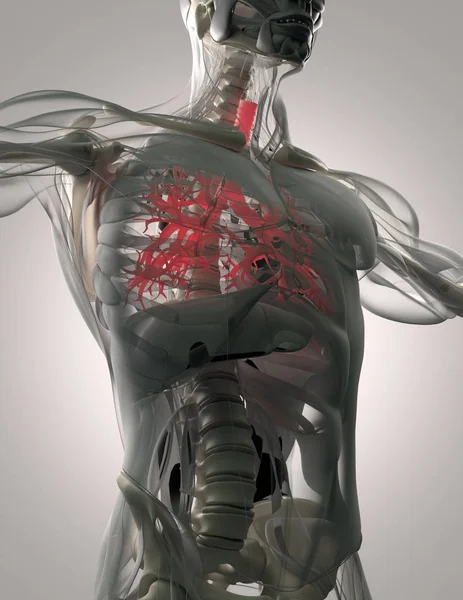 Modelo de anatomía del bronquio humano —  Fotos de Stock