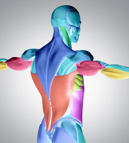 Muscoli maschili della schiena del busto — Foto Stock