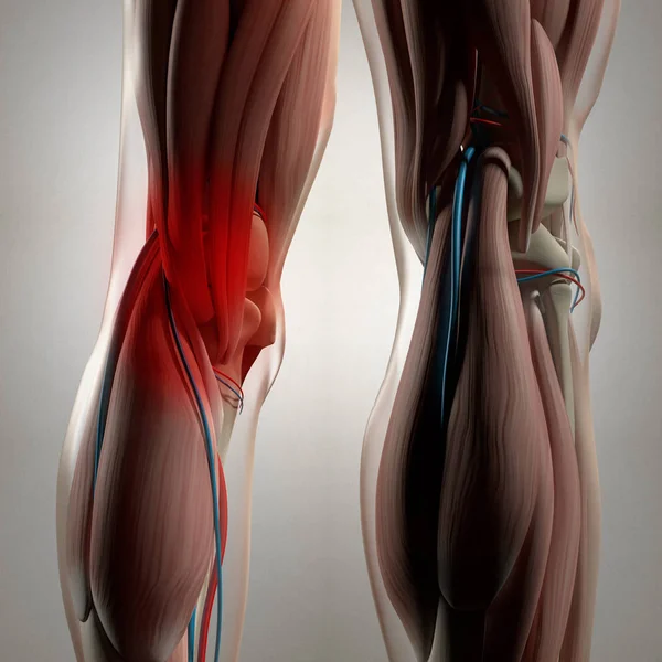 มนุษย์ด้านหลังของขา กายวิภาคศาสตร์ — ภาพถ่ายสต็อก