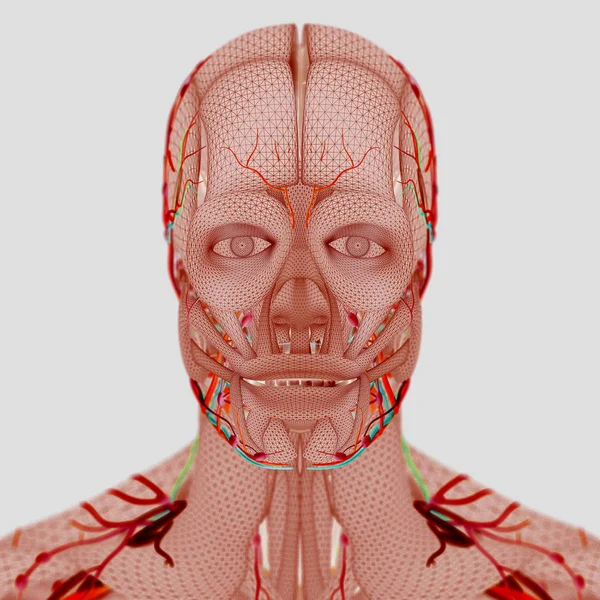 Modello anatomico maschile — Foto Stock