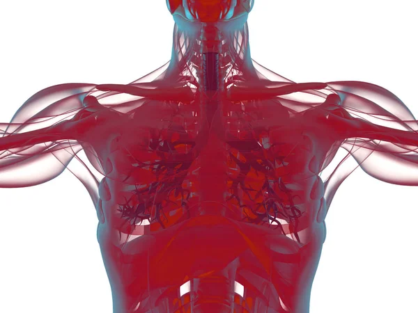 Modelo de anatomía del bronquio humano — Foto de Stock