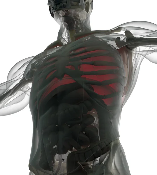 人体肺解剖学模型 — 图库照片