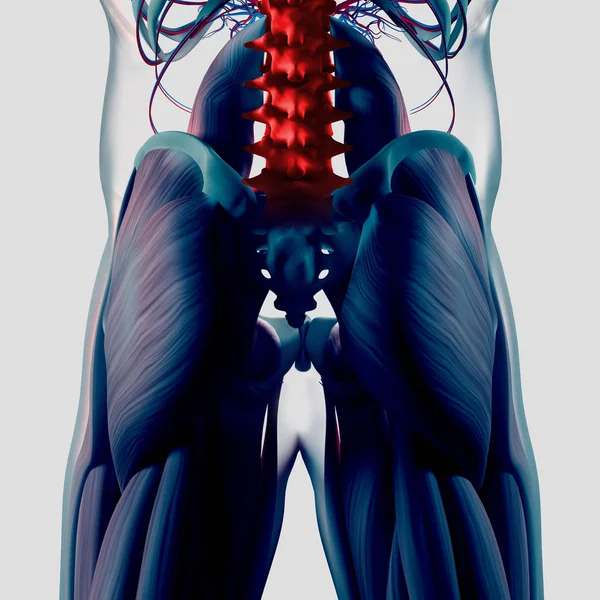 Modelo de anatomía de columna y pelvis humanas —  Fotos de Stock